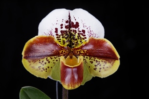 Paphiopedilum Star Scream Chapman Woods AM/AOS 81 pts.